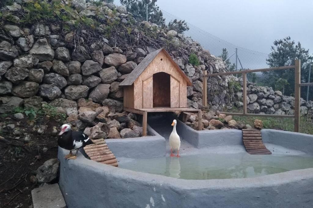La Tagora Conect With The Nature & Relax Icod De Los Vinos Exterior photo